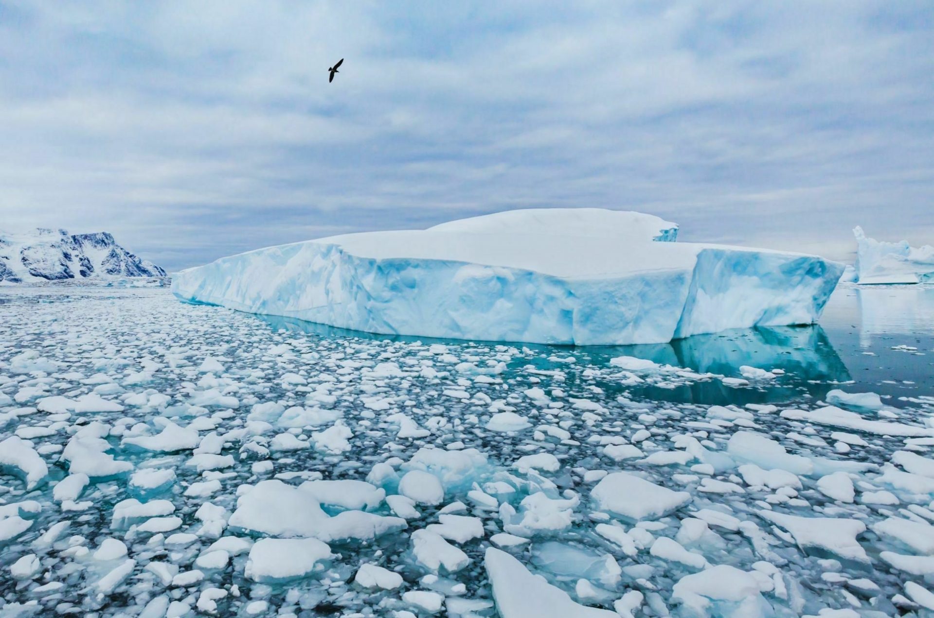The Global Ocean Pump - Antarctic and Southern Ocean Coalition